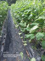 팜모닝 참깨·자유게시판 게시글 이미지