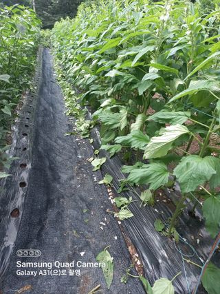 복권님의 참깨 · 자유게시판 작성글 사진