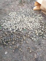 팜모닝 감자·영농일지 게시글 이미지