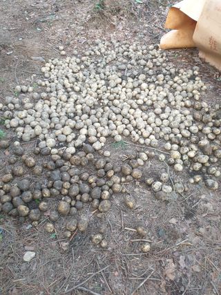 양국헌님의 감자 · 영농일지 작성글 사진