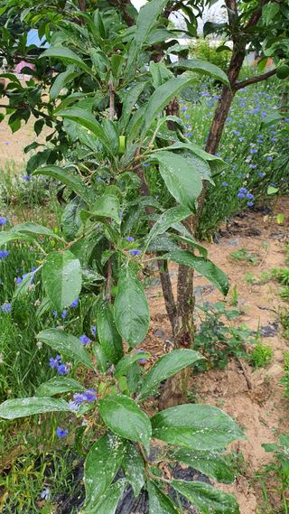 hbs7024님의 자두 · 병해충상담 작성글 사진