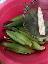 팜모닝 옥수수·자유게시판 게시글 이미지