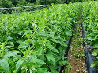 참깨6253님의 들깨 · 영농일지 작성글 사진