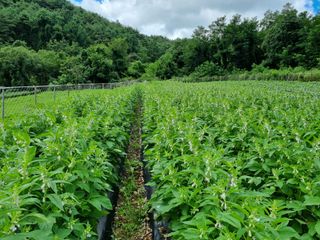 참깨6253님의 들깨 · 영농일지 작성글 사진