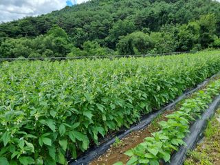 참깨6253님의 들깨 · 영농일지 작성글 사진