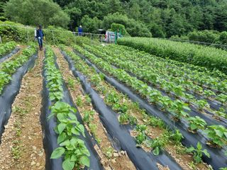 참깨6253님의 들깨 · 영농일지 작성글 사진