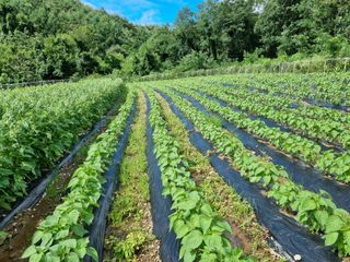 참깨6253님의 들깨 · 영농일지 작성글 사진