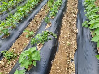 참깨6253님의 들깨 · 영농일지 작성글 사진