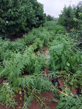 팜모닝 수해 농가 응원 같이해요·참여 게시글 이미지