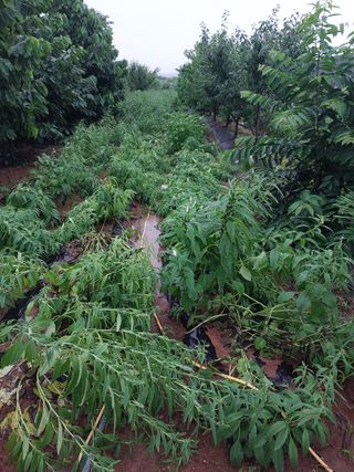 바위돌님의 수해 농가 응원 같이해요 · 참여 작성글 사진