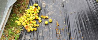 덕포킴님의 사과 · 자연재해•동물피해 작성글 사진