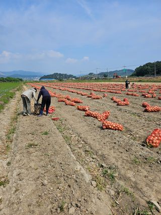 콩양콩양님의 양파 · 자유게시판 작성글 사진