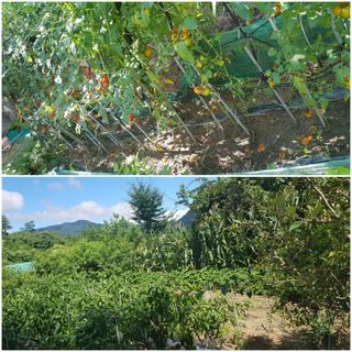 김수연님의 고추 · 자연재해•동물피해 작성글 사진