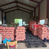 팜모닝 마늘·영농일지 게시글 이미지