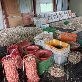 마늘사랑님의 마늘 · 영농일지 작성글 사진