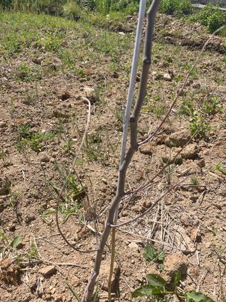 철팽이님의 기타작물 · 병해충상담 작성글 사진