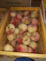 팜모닝 복숭아·병해충상담 게시글 이미지