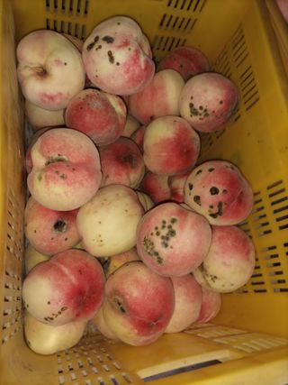 이황희님의 복숭아 · 병해충상담 작성글 사진