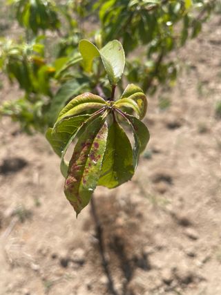 철팽이님의 복숭아 · 병해충상담 작성글 사진