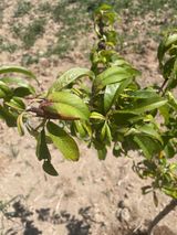 팜모닝 복숭아·병해충상담 게시글 이미지