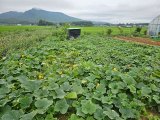 윤창기님의 고구마 · 자유게시판 작성글 사진