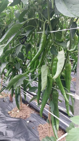 박명호님의 자유주제 · 자유게시판 작성글 사진