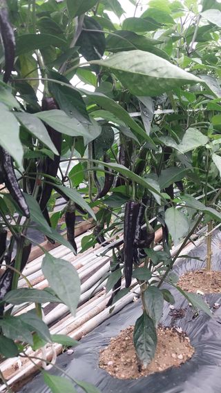 박명호님의 자유주제 · 자유게시판 작성글 사진