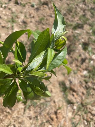 철팽이님의 복숭아 · 병해충상담 작성글 사진