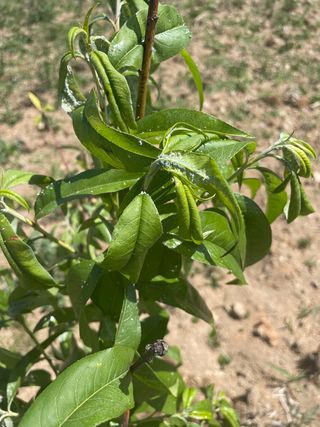 철팽이님의 복숭아 · 병해충상담 작성글 사진
