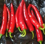 팜모닝 고추·수확 게시글 이미지