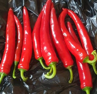 박희영님의 고추 · 수확 작성글 사진