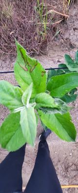 팜모닝 사과·병해충상담 게시글 이미지