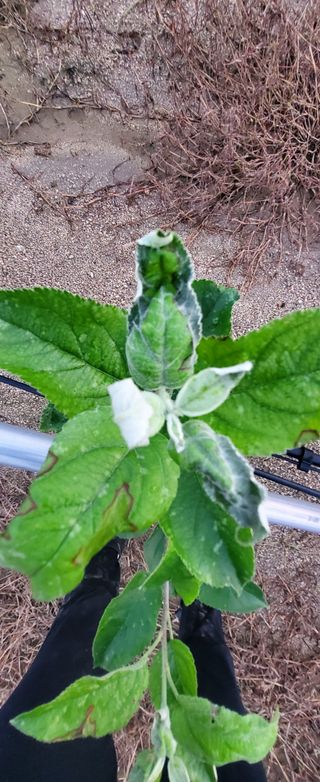 안은미님의 사과 · 병해충상담 작성글 사진