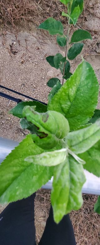 안은미님의 사과 · 병해충상담 작성글 사진