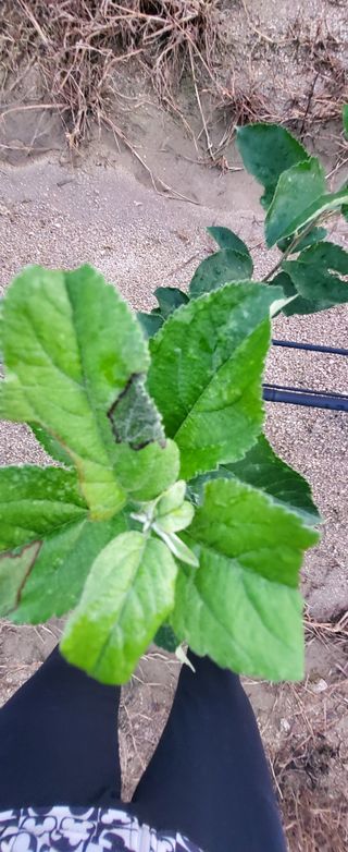 안은미님의 사과 · 병해충상담 작성글 사진