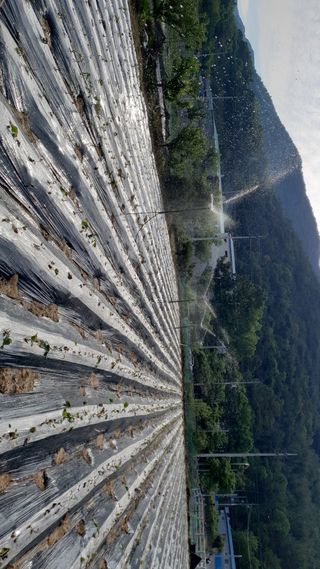 김식환님의 고구마 · 자유게시판 작성글 사진