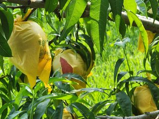 차암이스리님의 복숭아 · 자유게시판 작성글 사진