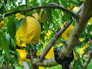 차암이스리님의 복숭아 · 자유게시판 작성글 사진