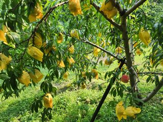 차암이스리님의 복숭아 · 자유게시판 작성글 사진