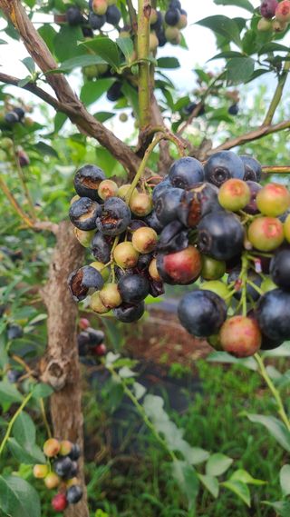 김동만님의 블루베리 · 영농일지 작성글 사진