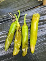 팜모닝 고추·병해충상담 게시글 이미지