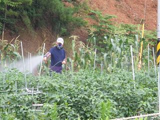 김명복님의 고추 · 비료•농약 작성글 사진