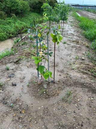 금강농원님의 감 · 자유게시판 작성글 사진
