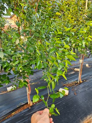 망운천지향토농원님의 자유주제 · 자유게시판 작성글 사진