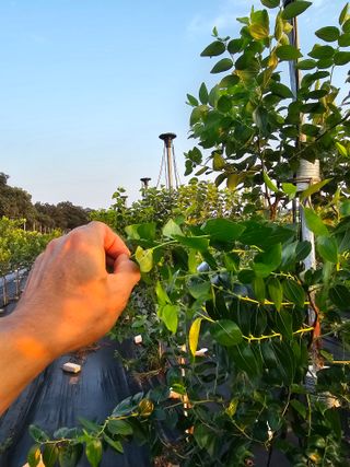 망운천지향토농원님의 자유주제 · 자유게시판 작성글 사진