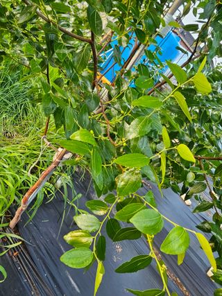 망운천지향토농원님의 자유주제 · 자유게시판 작성글 사진