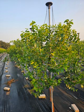 망운천지향토농원님의 자유주제 · 자유게시판 작성글 사진