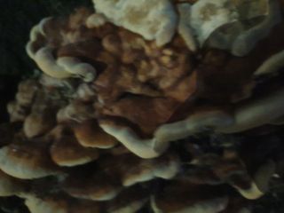 남 샘결 개둥맘님의 버섯 · 품종•종자 작성글 사진