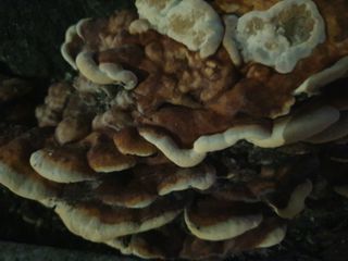 남 샘결 개둥맘님의 버섯 · 품종•종자 작성글 사진