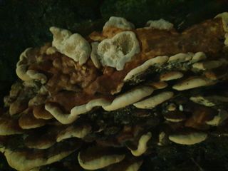 남 샘결 개둥맘님의 버섯 · 품종•종자 작성글 사진